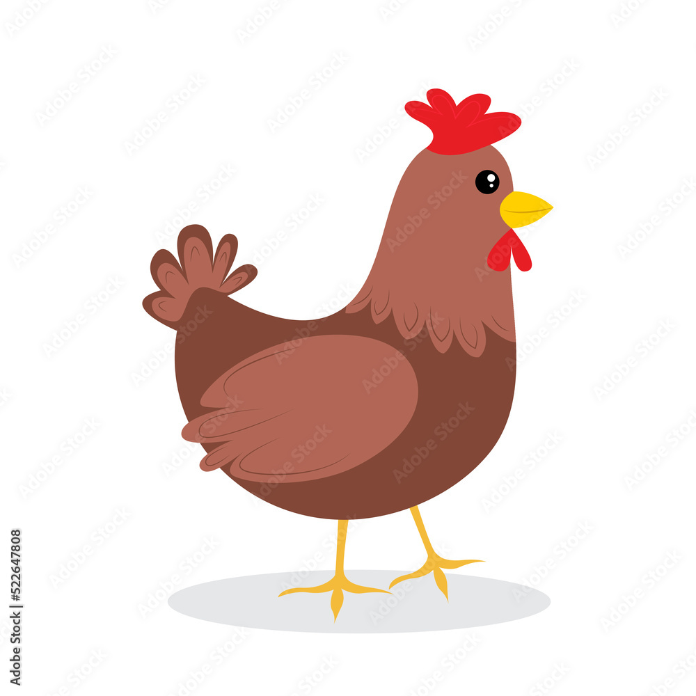 chicken vector illustration cartoon