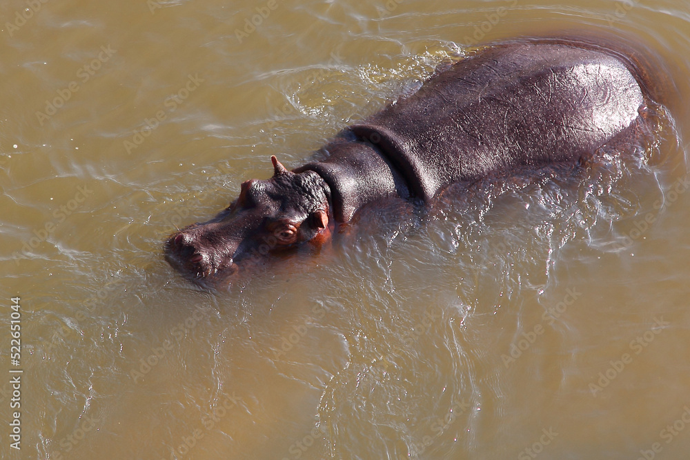 Fototapeta premium Flußpferd / Hippopotamus / Hippopotamus amphibius