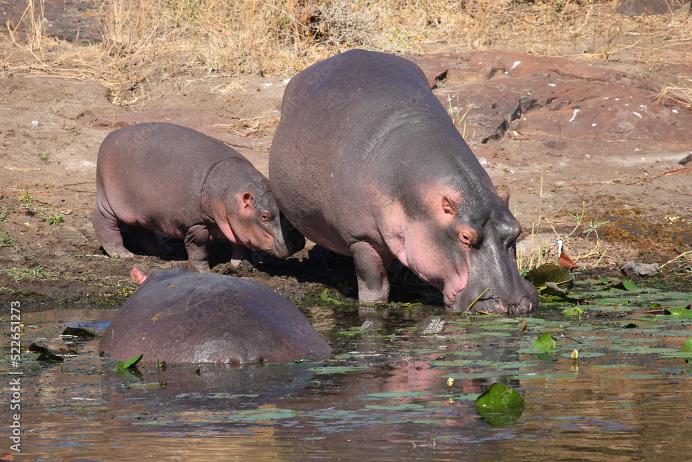 Flußpferd / Hippopotamus / Hippopotamus amphibius. Flußpferd / Hippopotamus / Hippopotamus amphibius.