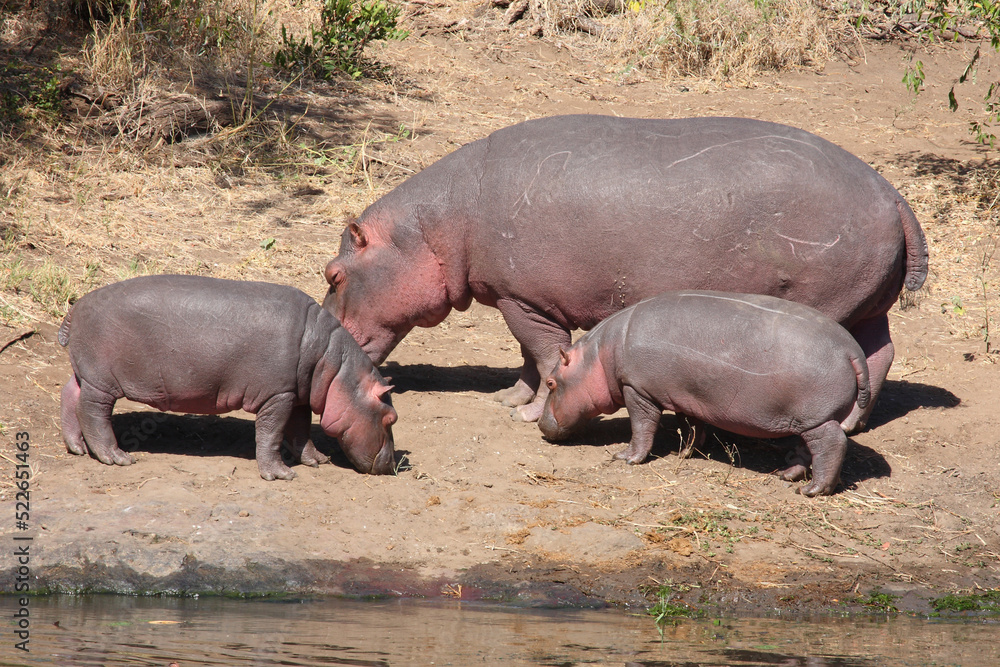 Flußpferd / Hippopotamus / Hippopotamus amphibius.