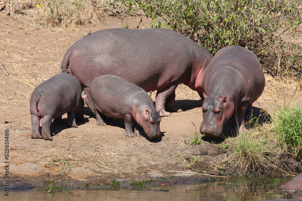 Flußpferd / Hippopotamus / Hippopotamus amphibius. Flußpferd / Hippopotamus / Hippopotamus amphibius.