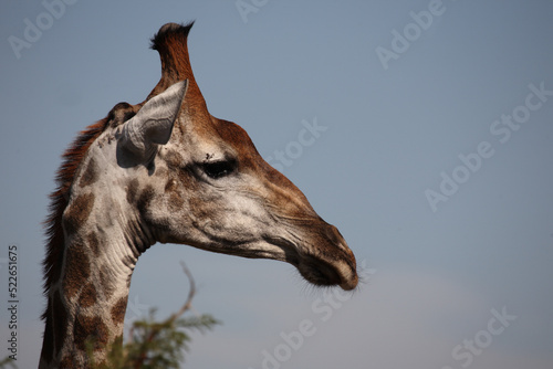 Photography Giraffe / Giraffe / Giraffa camelopardalis
