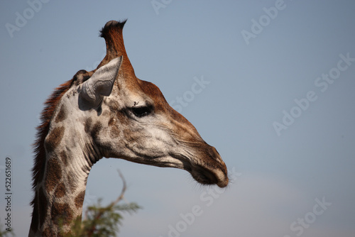 Photography Giraffe / Giraffe / Giraffa camelopardalis