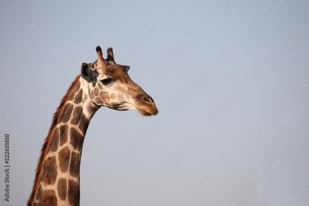 Giraffe / Giraffe / Giraffa camelopardalis Giraffe / Giraffe / Giraffa camelopardalis