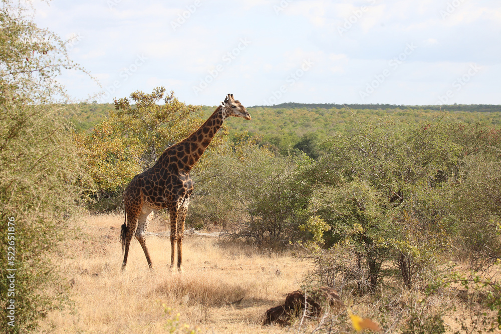 Obraz premium Giraffe / Giraffe / Giraffa camelopardalis