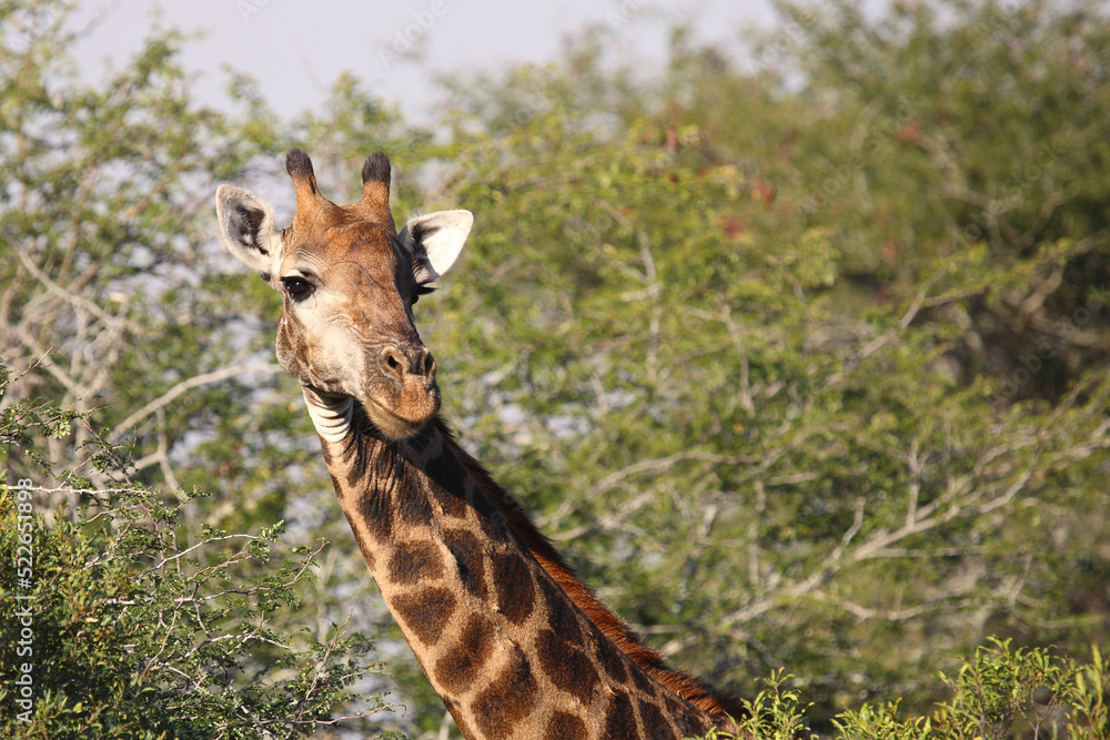 Giraffe / Giraffe / Giraffa camelopardalis Giraffe / Giraffe / Giraffa camelopardalis