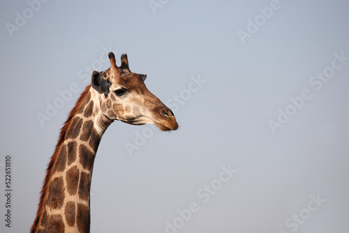 Photography Giraffe / Giraffe / Giraffa camelopardalis