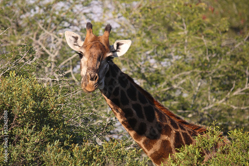Photography Giraffe / Giraffe / Giraffa camelopardalis