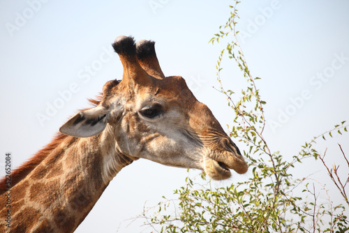 Photography Giraffe / Giraffe / Giraffa camelopardalis