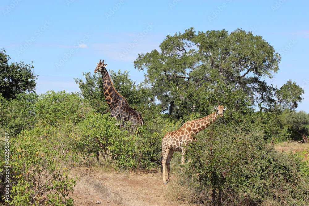 Fototapeta premium Giraffe / Giraffe / Giraffa camelopardalis