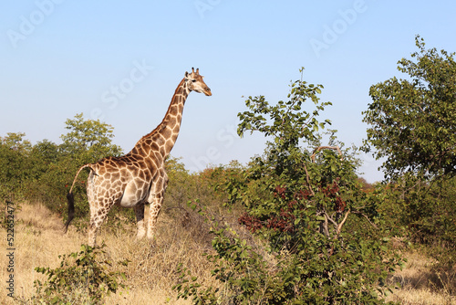 Canvas Print Giraffe / Giraffe / Giraffa camelopardalis