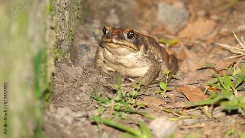 Big toad at night, on a farm in the Intag Valley, outside of Apuela, Ecuador photo
