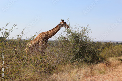Photography Giraffe / Giraffe / Giraffa camelopardalis