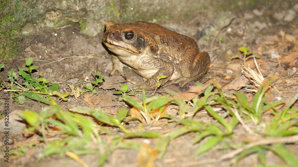 Big toad at night, on a farm in the Intag Valley, outside of Apuela, Ecuador Big toad at night, on a farm in the Intag Valley, outside of Apuela, Ecuador