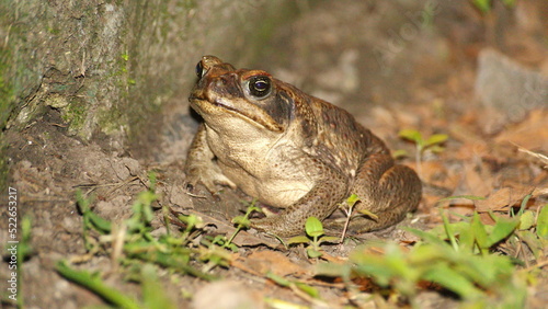 Big toad at night, on a farm in the Intag Valley, outside of Apuela, Ecuador photo