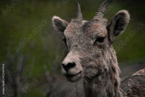 Big Horn Sheep Or A Mountain Goat