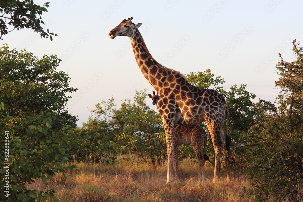 Obraz premium Giraffe / Giraffe / Giraffa camelopardalis