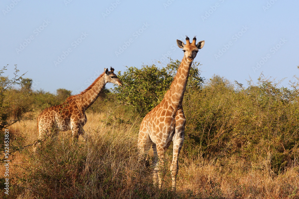 Obraz premium Giraffe / Giraffe / Giraffa camelopardalis