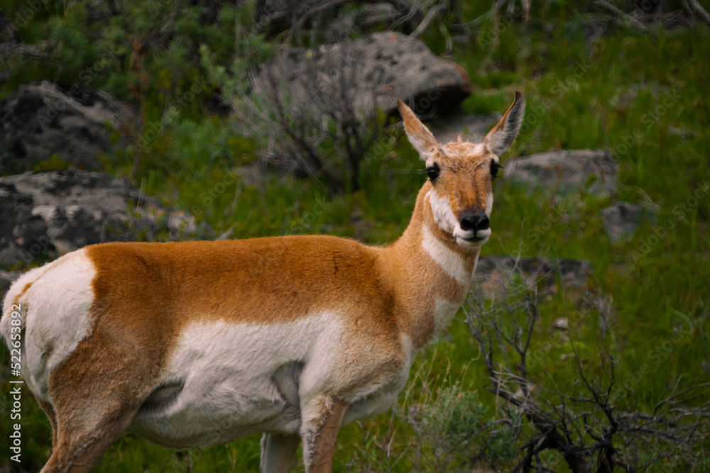 Proud Pronghorn Proud Pronghorn
