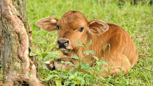 Calf on a farm in the Intag Valley, outside of Apuela, Ecuador