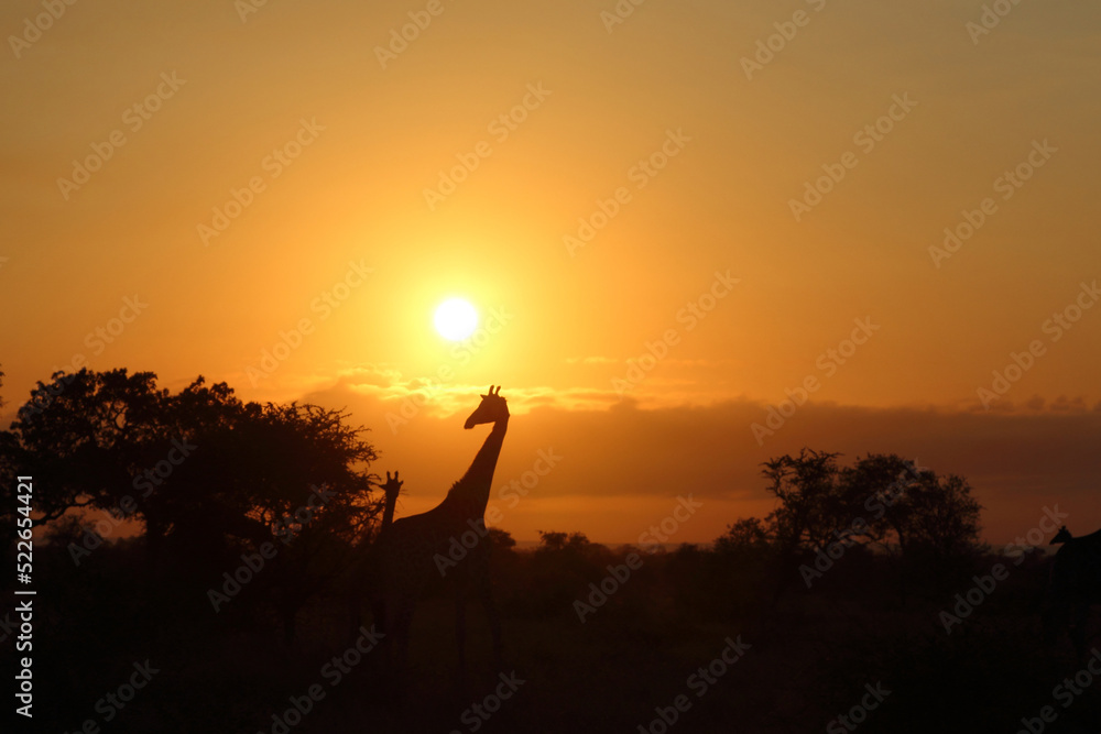 Giraffe / Giraffe / Giraffa camelopardalis