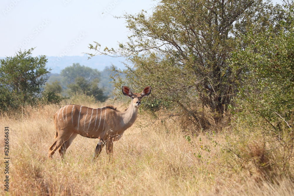 Fototapeta premium Großer Kudu / Greater kudu / Tragelaphus strepsiceros
