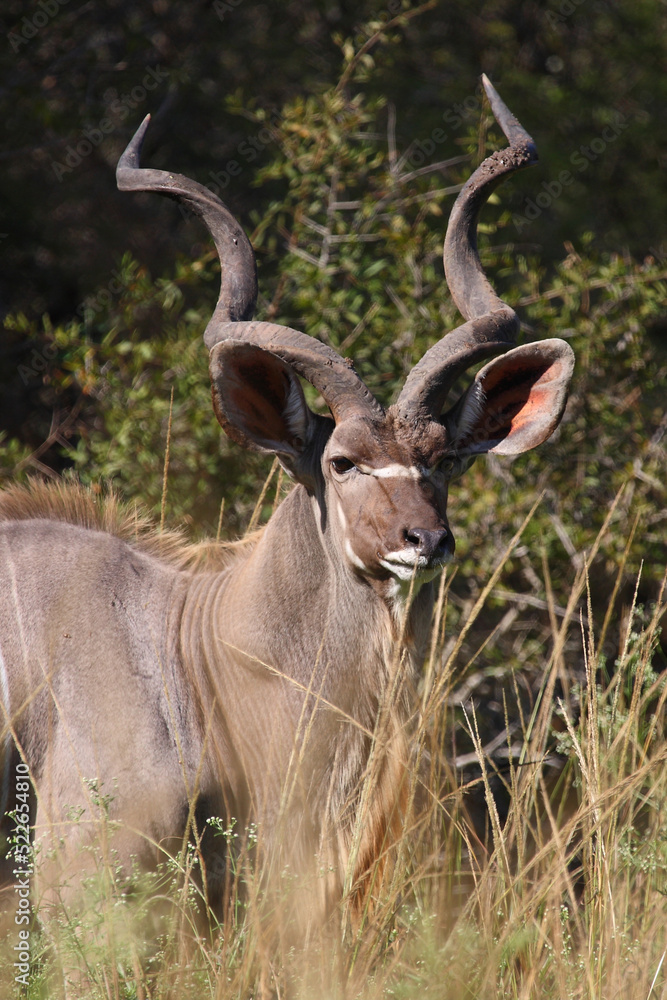 Großer Kudu / Greater kudu / Tragelaphus strepsiceros Großer Kudu / Greater kudu / Tragelaphus strepsiceros