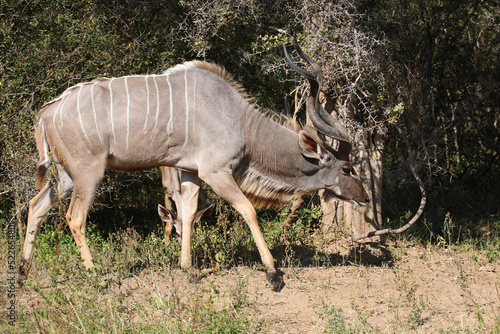 Fototapeta Naklejka Na Ścianę i Meble -  Großer Kudu / Greater kudu / Tragelaphus strepsiceros