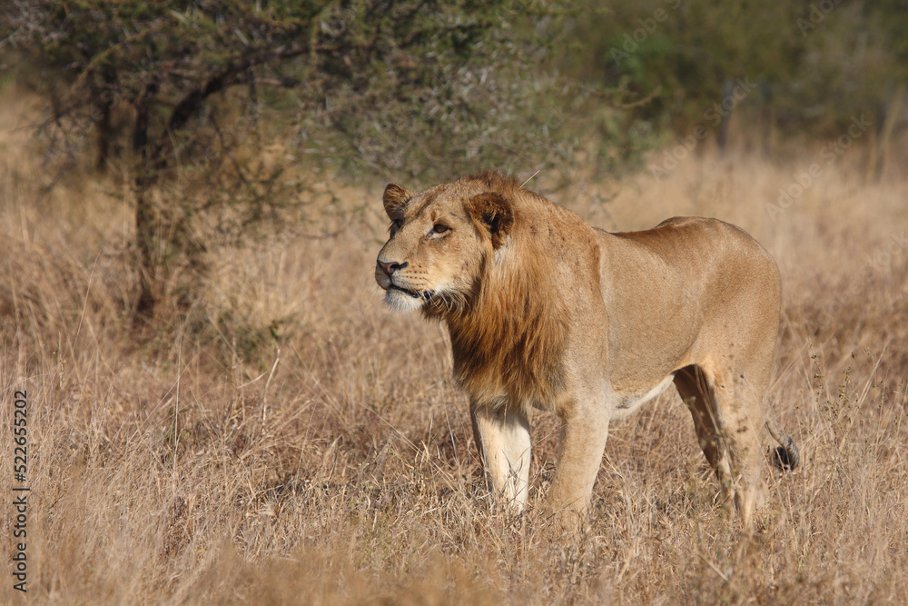 Afrikanischer Löwe / African lion / Panthera leo. Afrikanischer Löwe / African lion / Panthera leo.