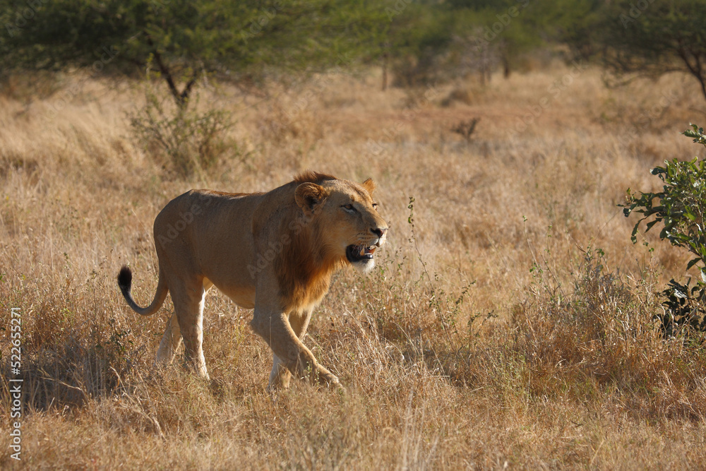 Afrikanischer Löwe / African lion / Panthera leo. Afrikanischer Löwe / African lion / Panthera leo.