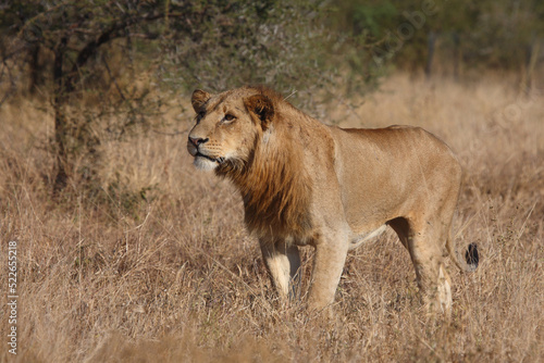 Fototapeta Naklejka Na Ścianę i Meble -  Afrikanischer Löwe / African lion / Panthera leo.