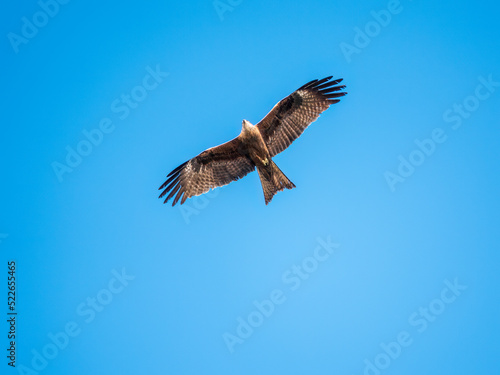 The bird of prey Black Kite flying in blue Sky © Dmitrii Potashkin