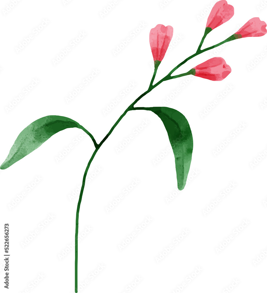 Watercolor Flower Illustration Watercolor Flower Illustration