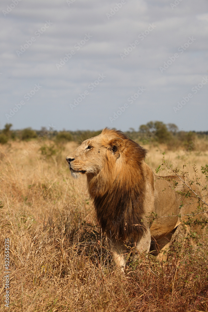 Naklejka premium Afrikanischer Löwe / African lion / Panthera leo.