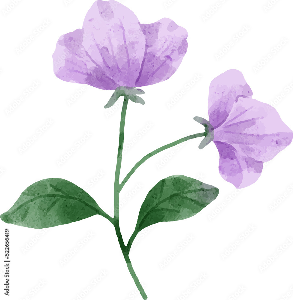 Watercolor Flower Illustration Watercolor Flower Illustration