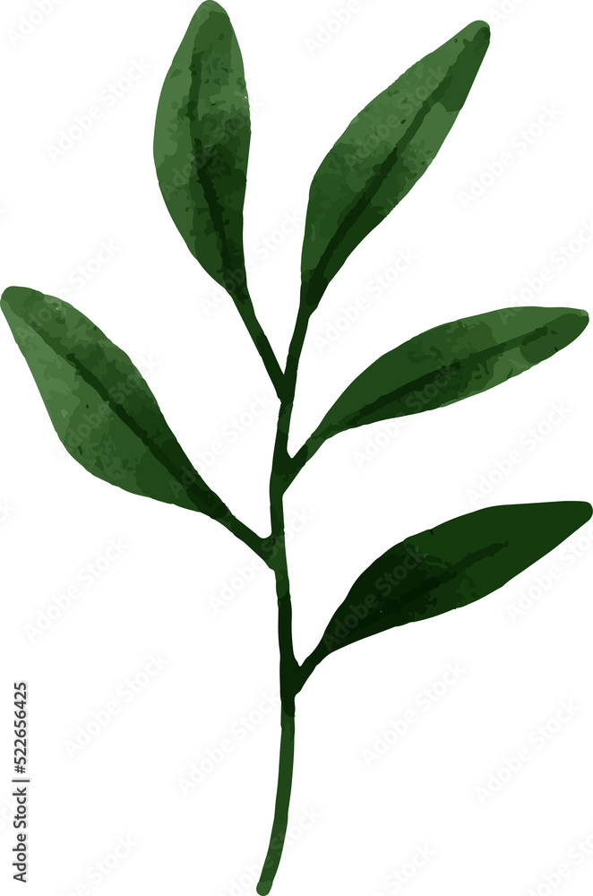 Leaves Watercolor Illustration Leaves Watercolor Illustration