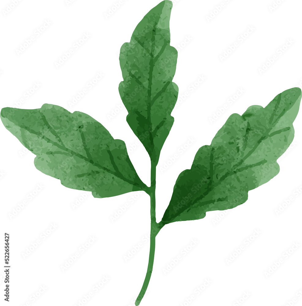 Fototapeta premium Leaves Watercolor Illustration