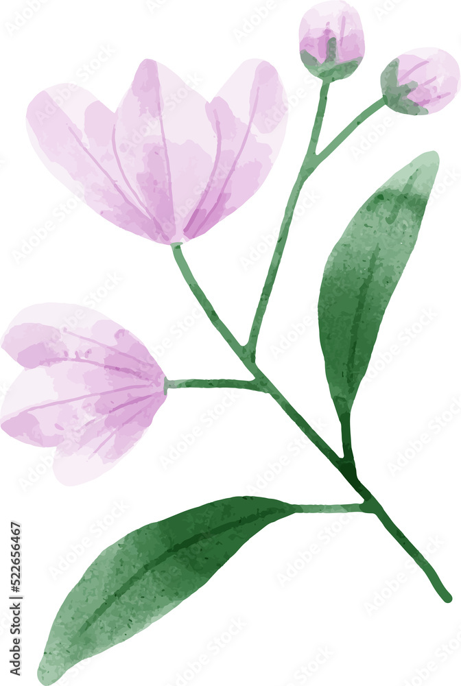 Watercolor Flower Illustration Watercolor Flower Illustration
