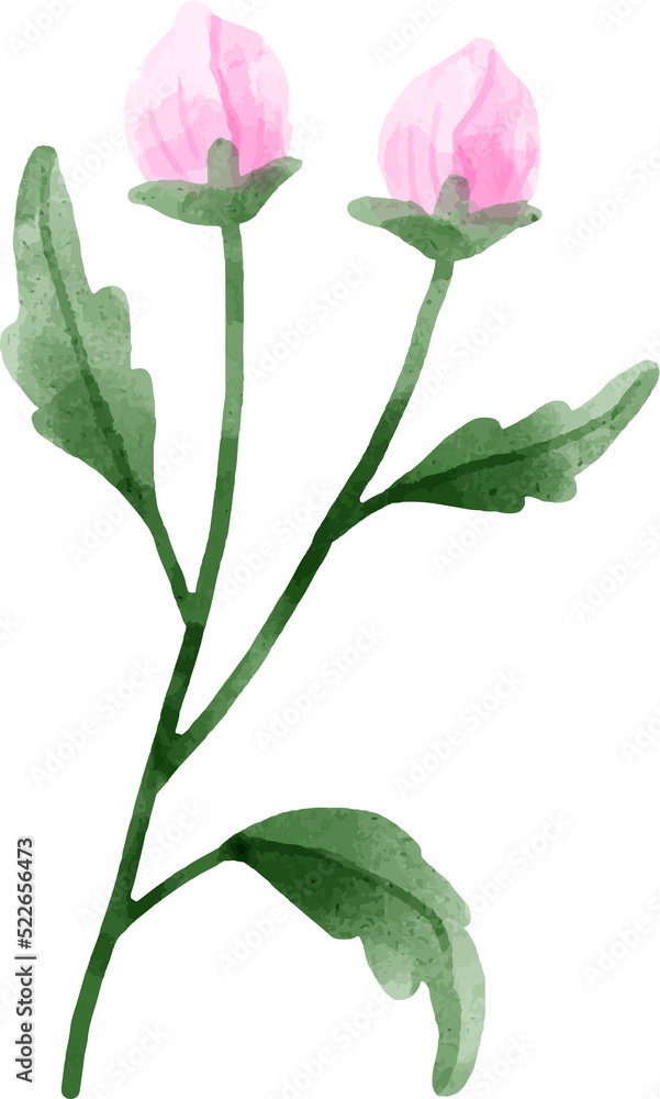 Watercolor Flower Illustration Watercolor Flower Illustration