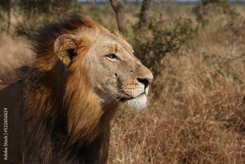 Afrikanischer L  we   African lion   Panthera leo.