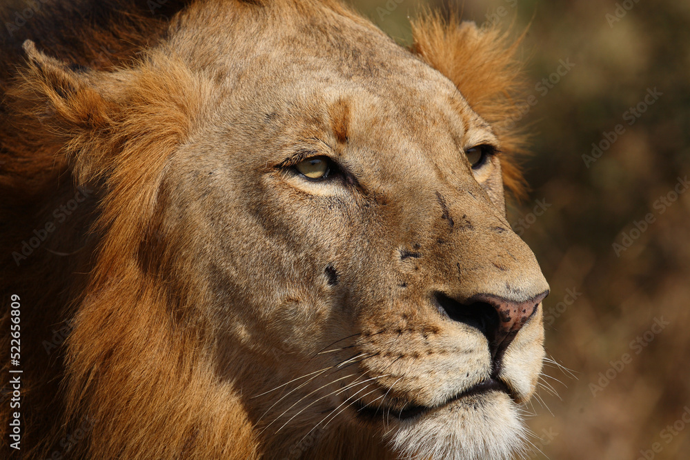 Afrikanischer Löwe / African lion / Panthera leo. Afrikanischer Löwe / African lion / Panthera leo.