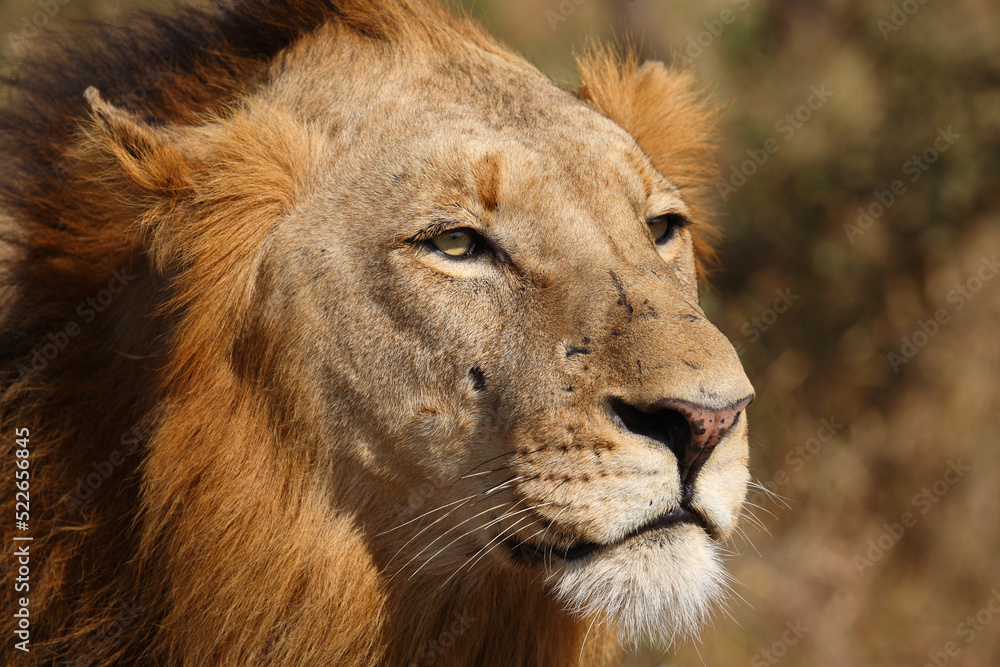 Afrikanischer Löwe / African lion / Panthera leo. Afrikanischer Löwe / African lion / Panthera leo.