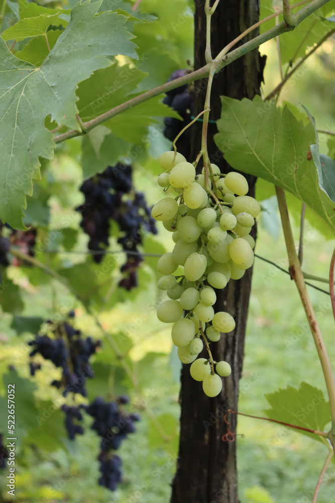 Close-up of ripe Sweet Green grape and Black grape on plants in the vineyard