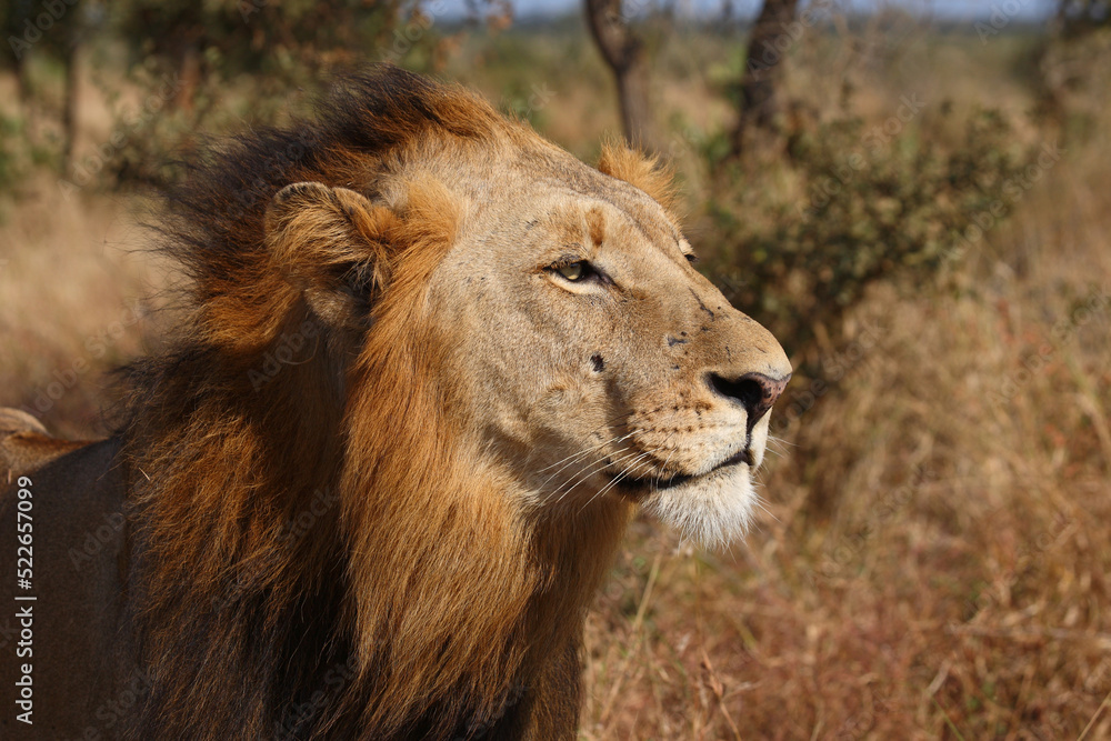 Obraz premium Afrikanischer Löwe / African lion / Panthera leo.