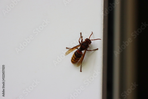Hornet wasp on a white wall on summer.Vespa crabro insect 