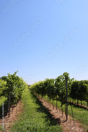 Vine plants growing in the vineyard in the northern Italy on a sunny day. Vitis vinifera cultivation against blue sky