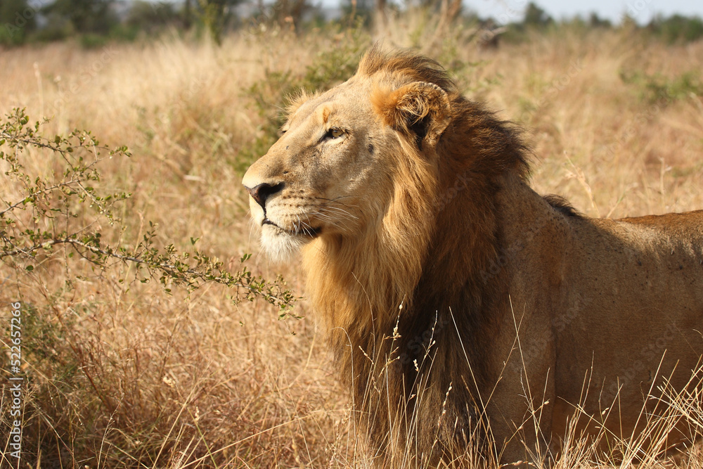 Afrikanischer Löwe / African lion / Panthera leo. Afrikanischer Löwe / African lion / Panthera leo.