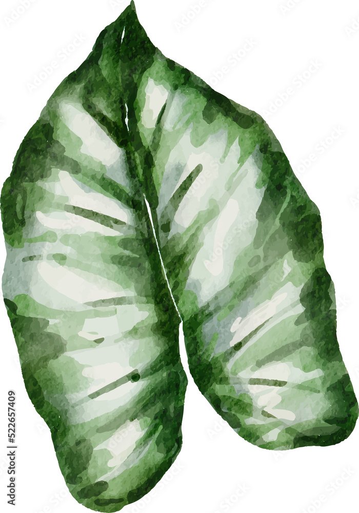 Naklejka premium Monstera plant leaf watercolor