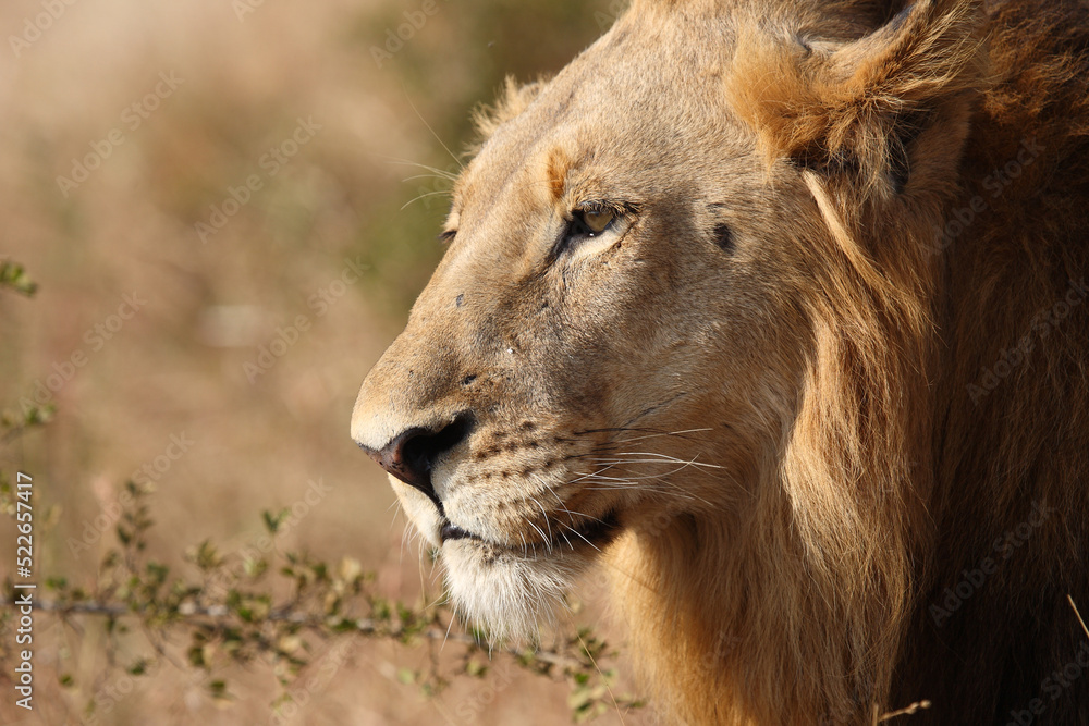 Fototapeta premium Afrikanischer Löwe / African lion / Panthera leo.