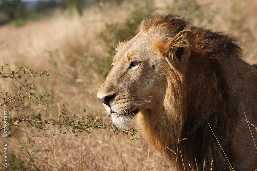 Afrikanischer Löwe / African lion / Panthera leo. Afrikanischer Löwe / African lion / Panthera leo.
